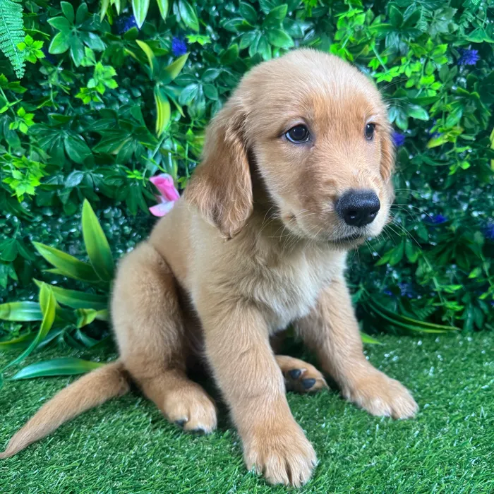 Female Golden Retriever puppy for sale at Puppy Dreams - Katy.
