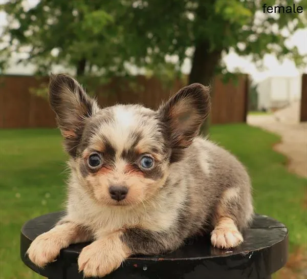 Female Chihuahua puppy for sale at Puppy Dreams - Missouri City.
