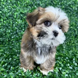 car_main_img_/media/ap_media/pets/TABVKDAGRKFB126465.webp.250x250_q85.webp