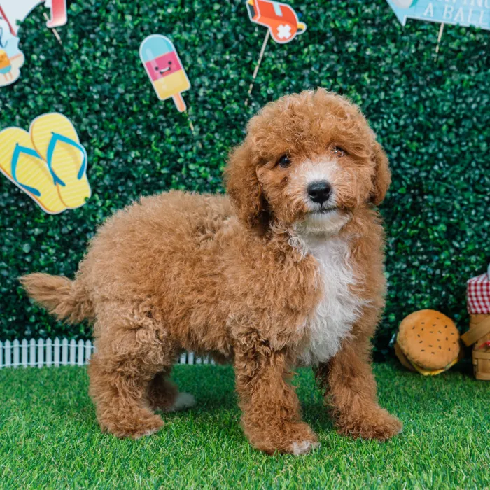 Male Mini Goldendoodle puppy named Arthur for sale at Puppy Dreams - Missouri City.