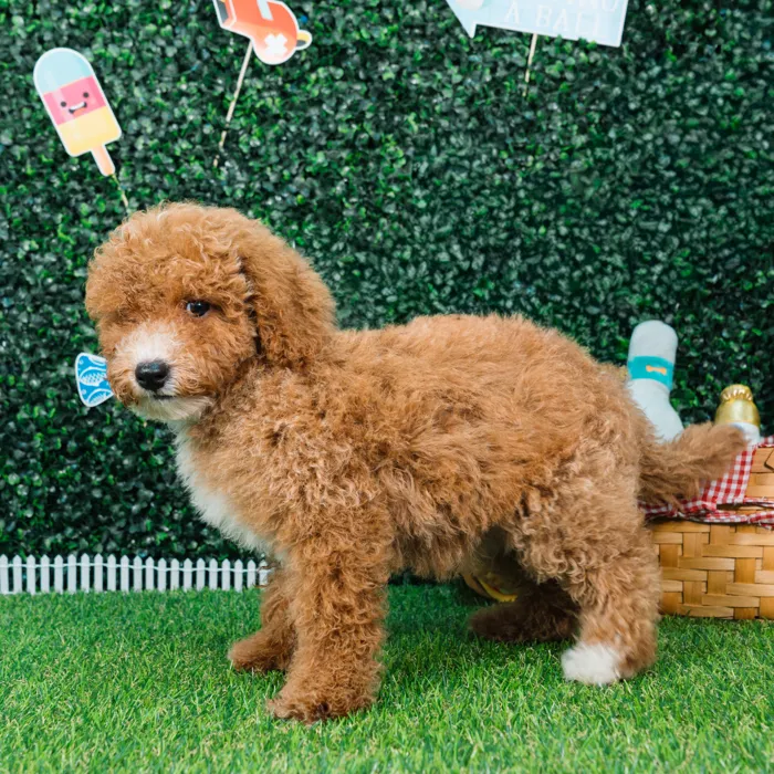 Male Mini Goldendoodle puppy named Arthur for sale at Puppy Dreams - Missouri City.