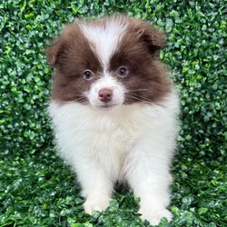 car_main_img_/media/ap_media/pets/TGBUFTUXTIDH129065.webp.250x250_q85.webp