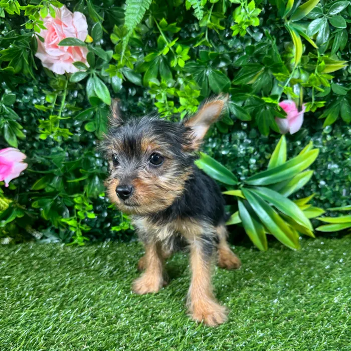 Female Yorkie puppy named Milan for sale at Puppy Dreams - Katy.