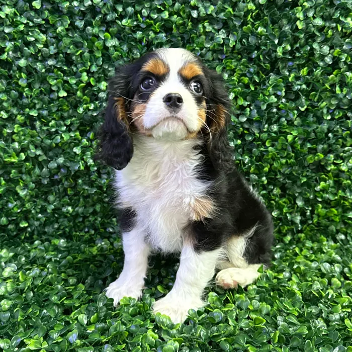 Male Cavalier King Charles Spaniel puppy named Caviar for sale at Puppy Dreams - Missouri City.