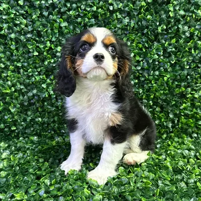 Male Cavalier King Charles Spaniel puppy named Caviar for sale at Puppy Dreams - Missouri City.