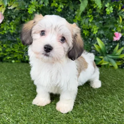 Male Havanese puppy named Montgomery for sale at Puppy Dreams - Katy.