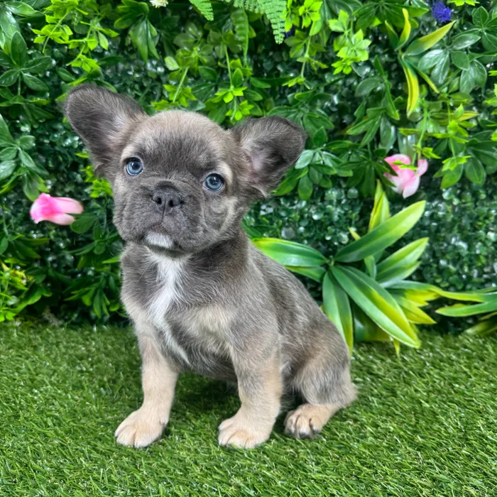 Female Fluffy French Bulldog puppy named Bambi for sale at Puppy Dreams - Katy.