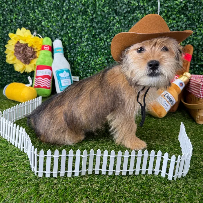 Male Shorkie puppy named Alvin for sale at Puppy Dreams - Missouri City.
