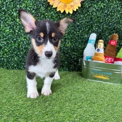 Male Pembroke Welsh Corgi puppy named Dilly for sale at Puppy Dreams - Missouri City.