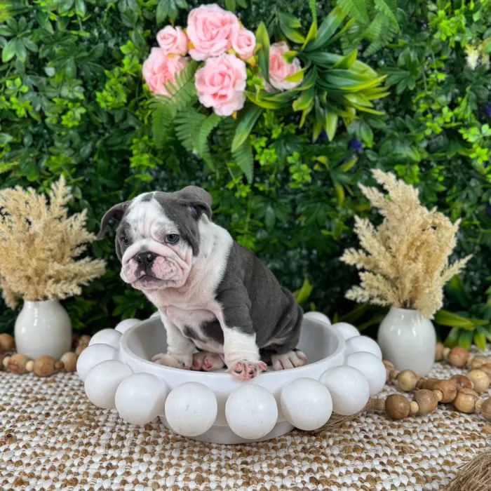 Male English Bulldog puppy named Gary for sale at Puppy Dreams - Katy.