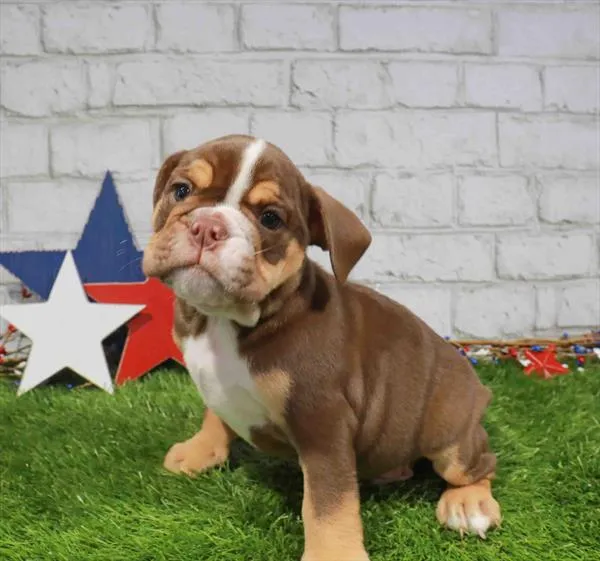 Male English Bulldog puppy named Brian for sale at Puppy Dreams - Missouri City.