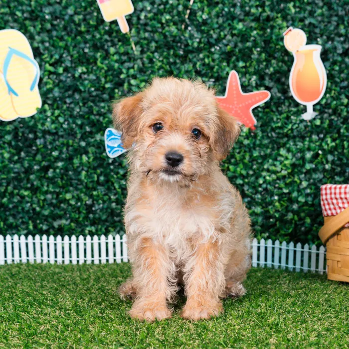Male Yochon puppy named Bowie for sale at Puppy Dreams - Missouri City.