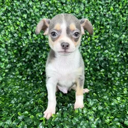 car_main_img_/media/ap_media/pets/TUBSPEMYMKVN126454.webp.250x250_q85.webp