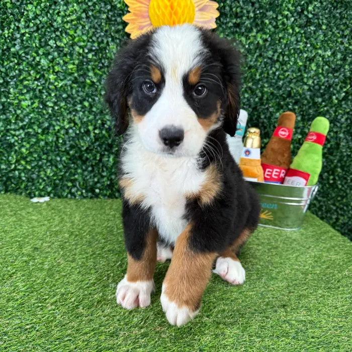 Male Bernese Mountain Dog puppy named Draco for sale at Puppy Dreams - Missouri City.