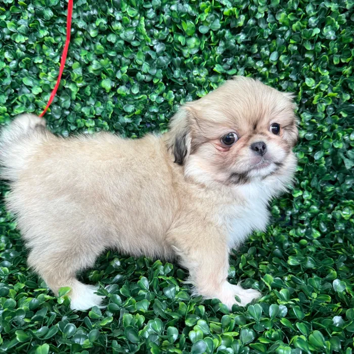Male Pekingese puppy named Pork Chop for sale at Puppy Dreams - Missouri City.
