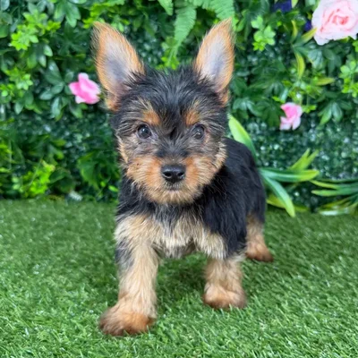 Female Yorkie puppy named Eloise for sale at Puppy Dreams - Katy.