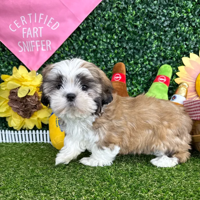 Female Shih Tzu puppy named Princess Ariel for sale at Puppy Dreams - Missouri City.