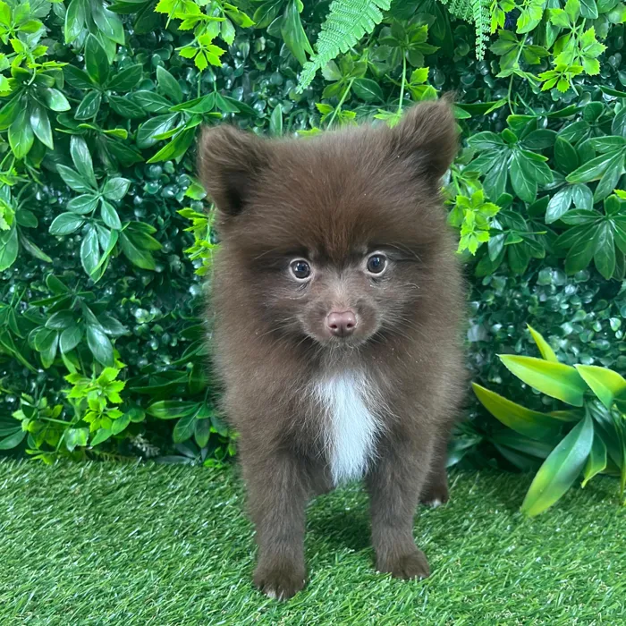 Female Pomeranian puppy named Tracy for sale at Puppy Dreams - Katy.