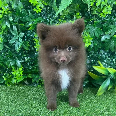 Female Pomeranian puppy named Tracy for sale at Puppy Dreams - Katy.