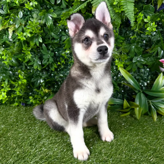Male Alaskan Klee Kai puppy named Venice for sale at Puppy Dreams - Katy.