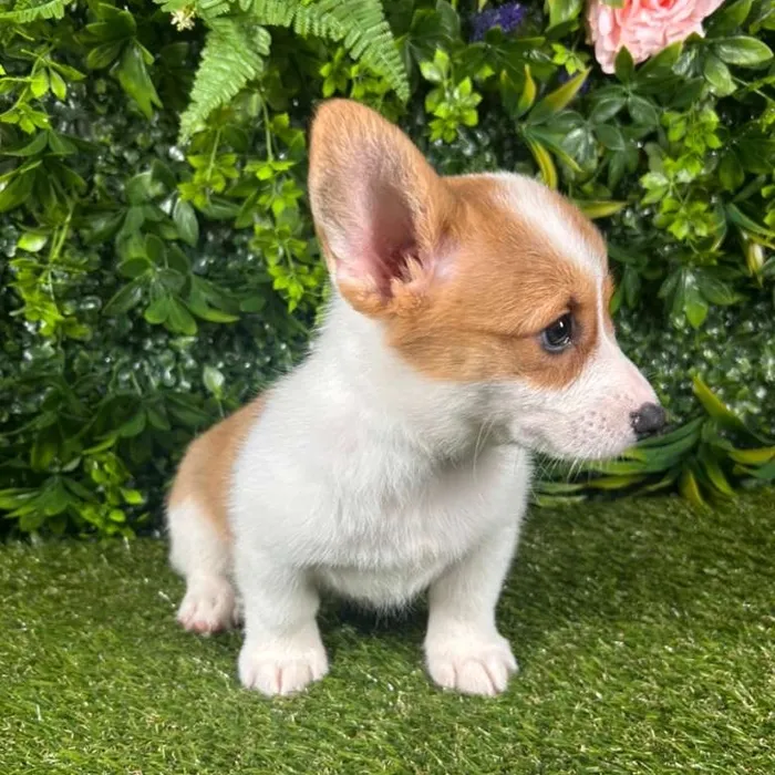 Male Pembroke Welsh Corgi puppy for sale at Puppy Dreams - Katy.
