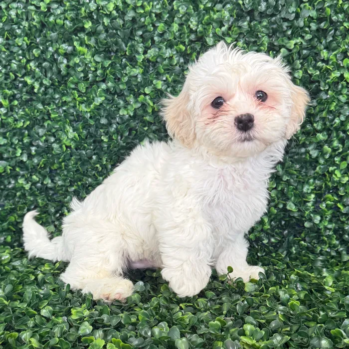 Male Teddy Bear puppy named Snowy for sale at Puppy Dreams - Missouri City.