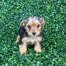 car_main_img_/media/ap_media/pets/UCYZKYCKKTLM145091.webp.250x250_q85.webp