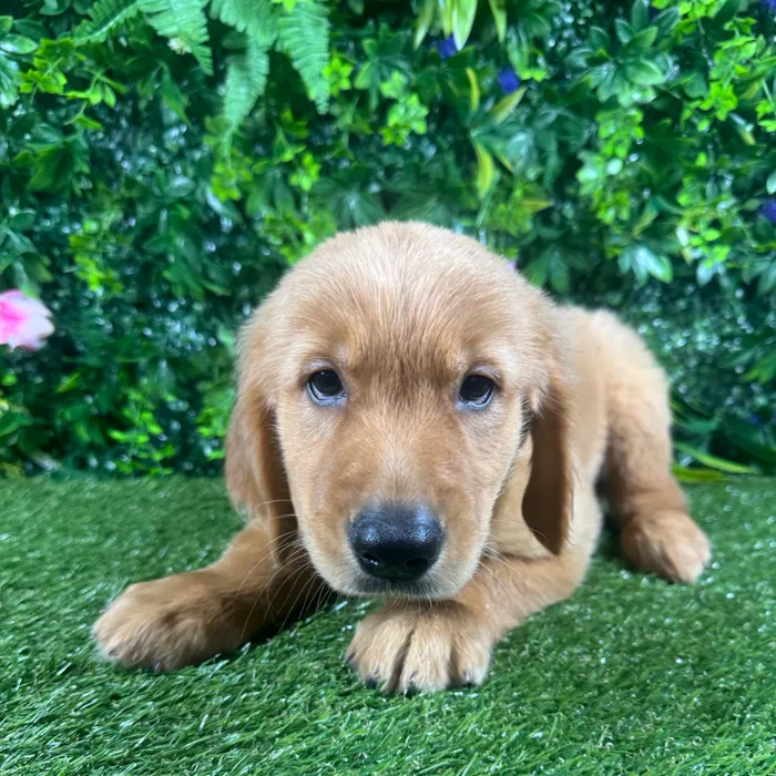 Female Golden Retriever puppy for sale at Puppy Dreams - Katy.