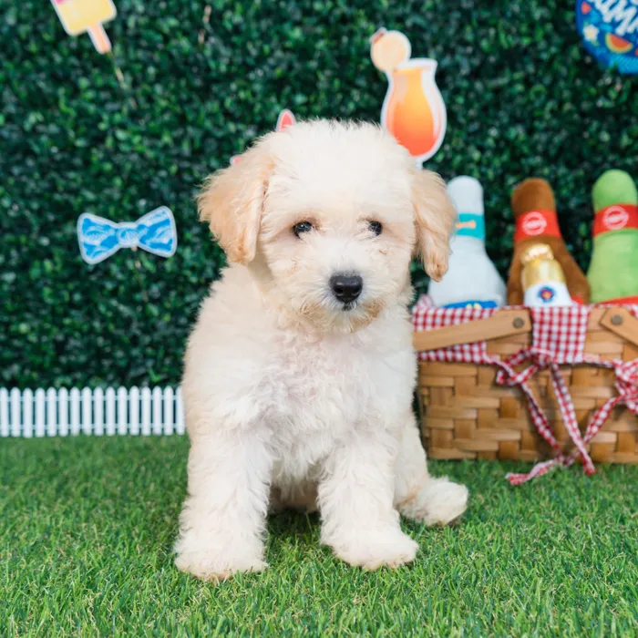 Female Bichon-Poodle puppy named Sugar for sale at Puppy Dreams - Missouri City.