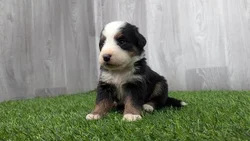 Female Bernese Mountain Dog puppy for sale at Puppy Dreams - Katy.