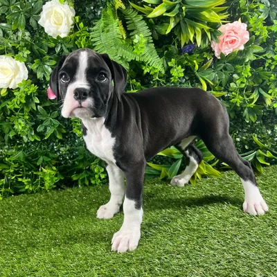 Female Boxer puppy named Halo for sale at Puppy Dreams - Katy.
