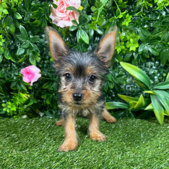 Female Yorkie puppy named Milan for sale at Puppy Dreams - Katy.