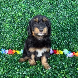 car_main_img_/media/ap_media/pets/UJCXCVBYOSUS132449.webp.250x250_q85.webp