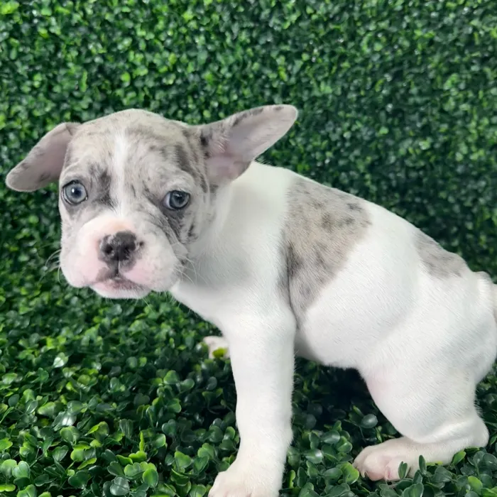 Female French Bulldog puppy named Nugget for sale at Puppy Dreams - Missouri City.