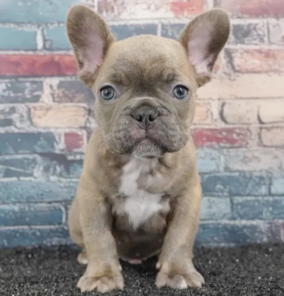 Male French Bulldog puppy for sale at Puppy Dreams - Missouri City.