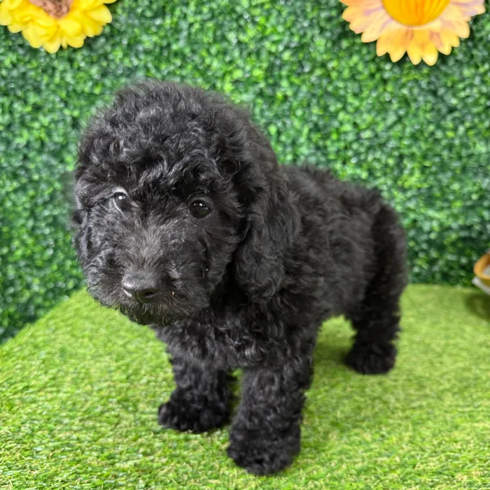 Male Mini Poodle puppy named Leroy for sale at Puppy Dreams - Missouri City.