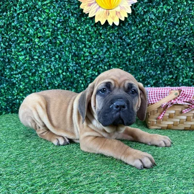 Female Cane Corso puppy named Harley for sale at Puppy Dreams - Missouri City.