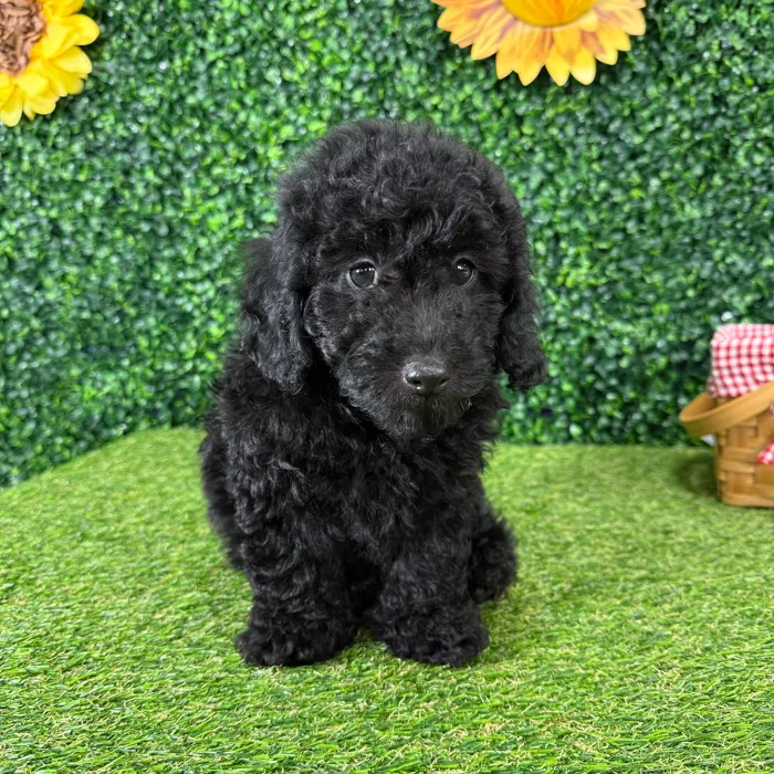 Male Mini Poodle puppy named Leroy for sale at Puppy Dreams - Missouri City.