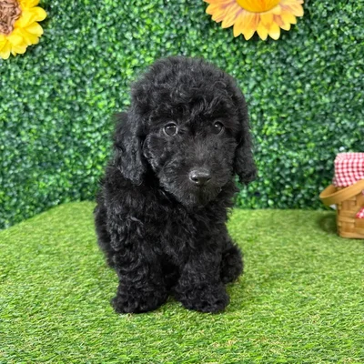 Male Mini Poodle puppy named Leroy for sale at Puppy Dreams - Missouri City.