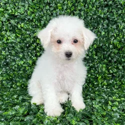 car_main_img_/media/ap_media/pets/USQZQQPWIAAZ126483.webp.250x250_q85.webp