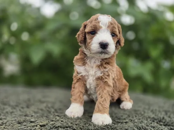 Female Goldendoodle puppy for sale at Puppy Dreams - Missouri City.