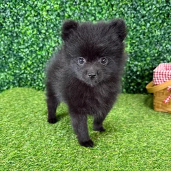 Female Pomeranian puppy named Raven for sale at Puppy Dreams - Missouri City.