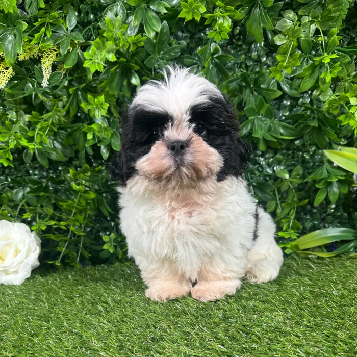 Male Shih Tzu puppy named Chester for sale at Puppy Dreams - Katy.