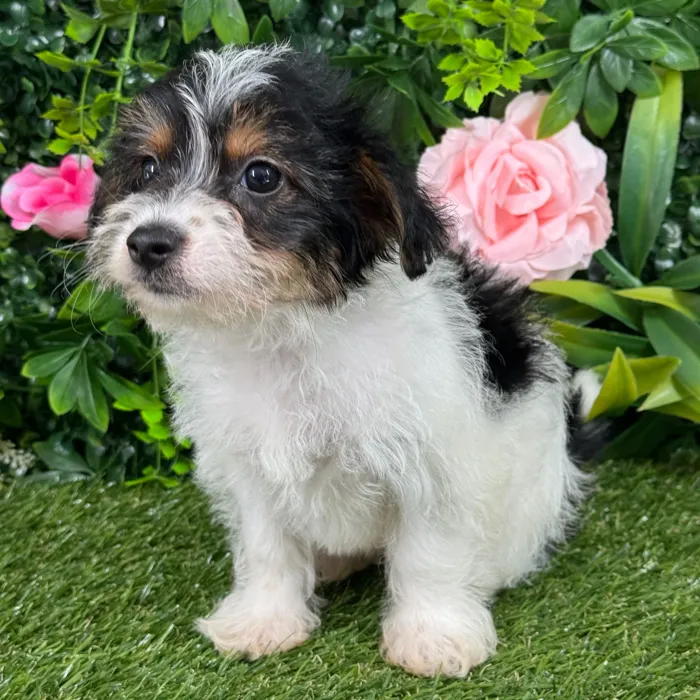 Female Yorkie-Poo puppy named Paris for sale at Puppy Dreams - Katy.