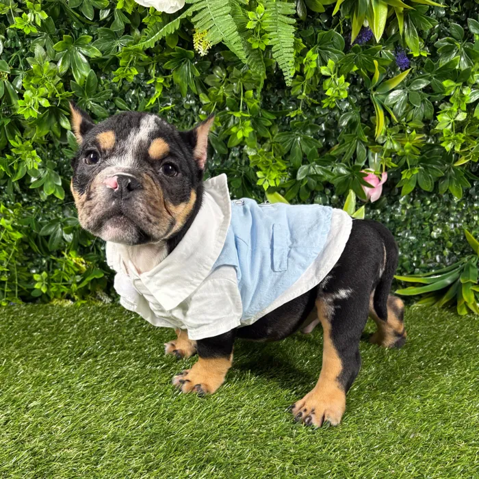 Male American Bully puppy named Rio for sale at Puppy Dreams - Katy.