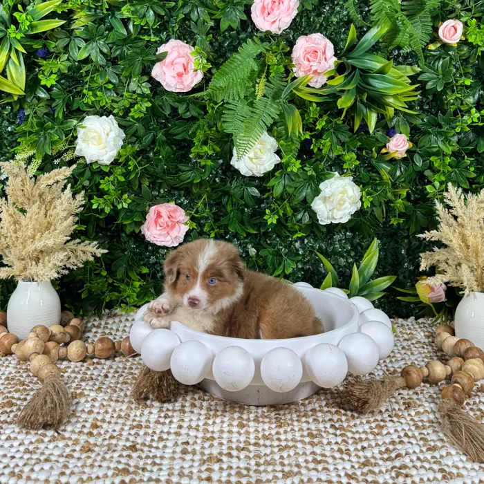 Male Mini Aussie puppy named Koda for sale at Puppy Dreams - Katy.