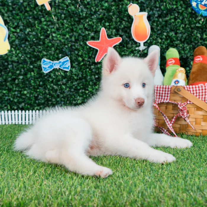 Male Pomsky puppy named Everest for sale at Puppy Dreams - Missouri City.