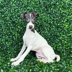 car_main_img_/media/ap_media/pets/UZBILJDFBYNO145135.webp.250x250_q85.webp