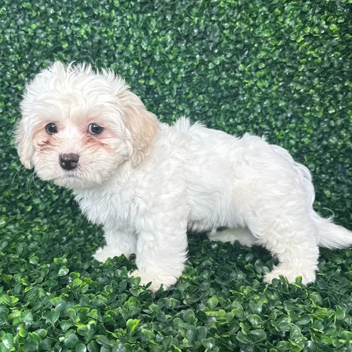 Male Teddy Bear puppy named Snowy for sale at Puppy Dreams - Missouri City.