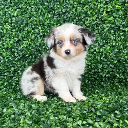 car_main_img_/media/ap_media/pets/VCPQCMRKMJZA142823.webp.250x250_q85.webp